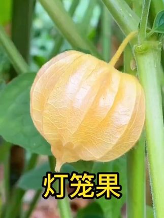 正宗东方姑娘果又称灯笼果,颗颗爆汁#应季水果 #绿色食品 @DOU+小助手 @抖音小助手