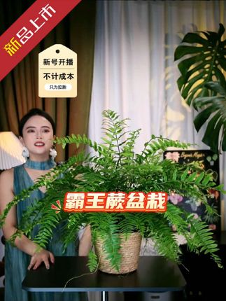 #好物推荐🔥 #霸王蕨 #霸王蕨盆栽 #蕨类植物 #花卉绿植