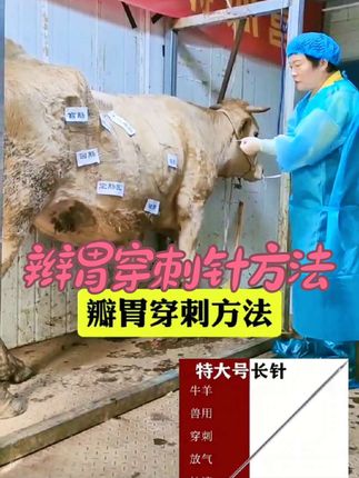 辫胃穿刺针方法#辩胃穿刺针 #畜牧养殖 #养殖场 #养猪人