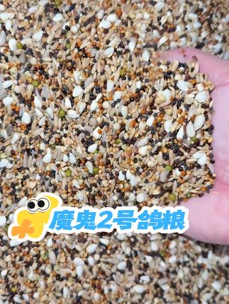 魔鬼粮 赛鸽归巢后必备神器#养鸽 ##魔鬼粮 #鸽粮 #养鸽子 #赛鸽比赛