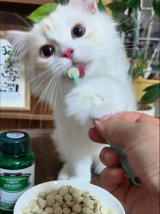 猫咪有一半的时间都在舔毛,这个猫草化毛片可以多备两瓶#化毛#猫草化毛球片 #养猫人#新手养猫#科学养宠攻略