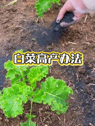 #草木灰 #新农人计划 #我的乡村生活 #种菜小技巧 #农业植保