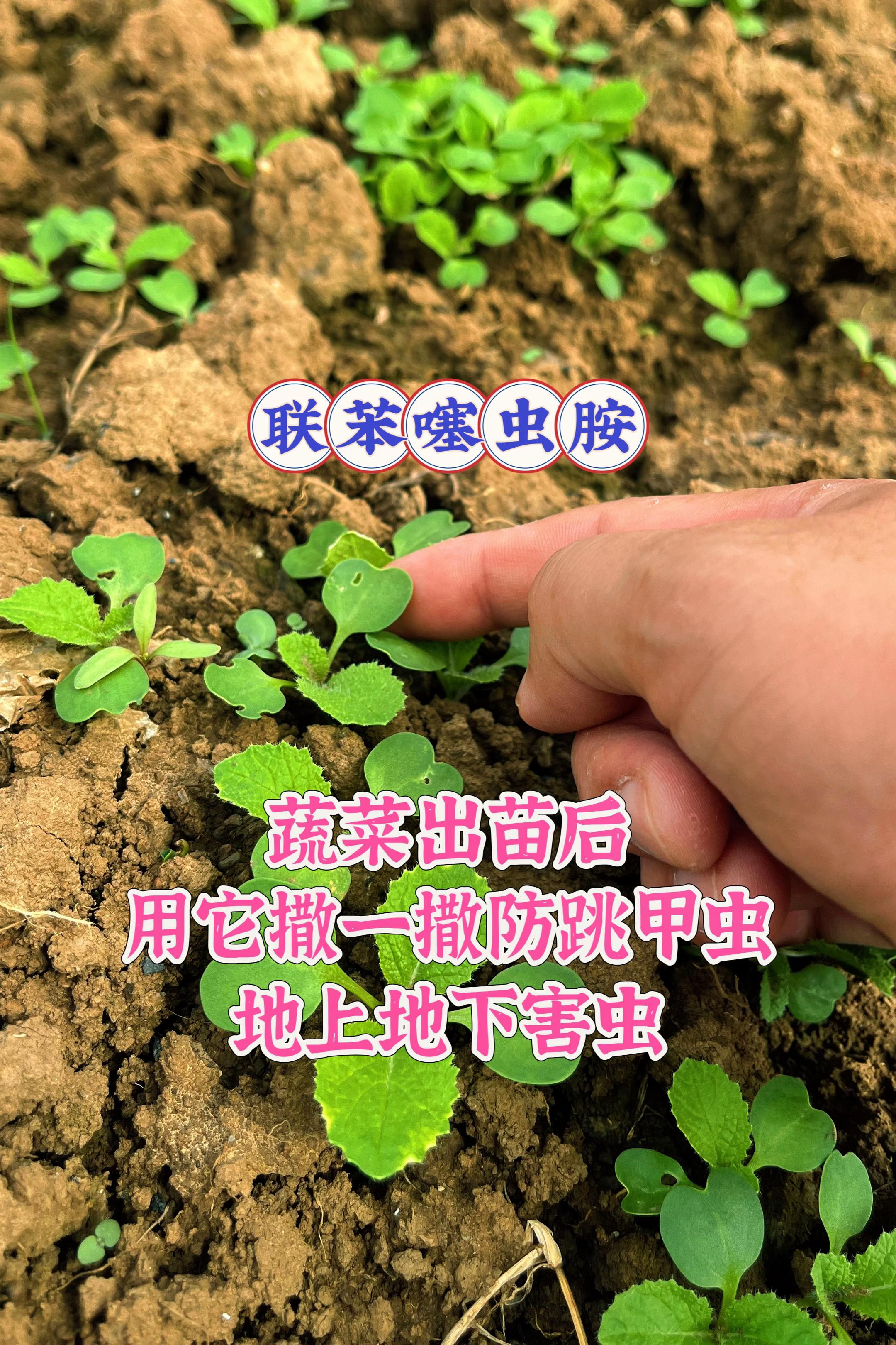 #联苯噻虫胺 #蔬菜种植 #地上地下害虫防治 #萝卜种植 #白菜种植