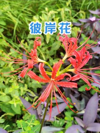 一枝独秀的彼岸花……#彼岸花 #石蒜 #石蒜种球 #好看的花一定要分享给你 #一花一草一世界