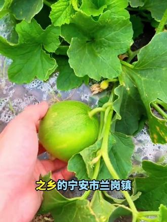 即将成熟的东北香瓜 #东北香瓜 #优质农产品 #新鲜应季水果 #香瓜甜瓜 #抖音助农扶农