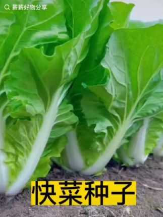 好东西要一起分享#点击小黄车直接购买