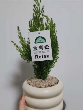 买一盆摆在桌面,香气真的让人很舒服 ,而且真的好可爱#盆栽 #小香松 #好物推荐🔥 #好物分享