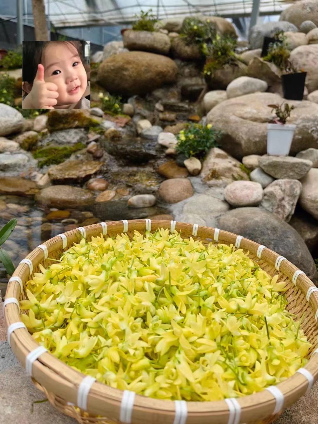 铁皮石斛花干花武陵山山区露天生长煲汤泡茶营养滋补佳品#铁皮石斛花#好喝不贵 #热歌推荐 #正能量 #优质农产品