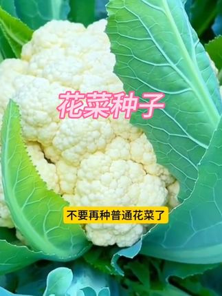 松花菜种子青梗花椰菜台湾花菜种籽大春季四蔬菜子菜苗南方#花菜种子