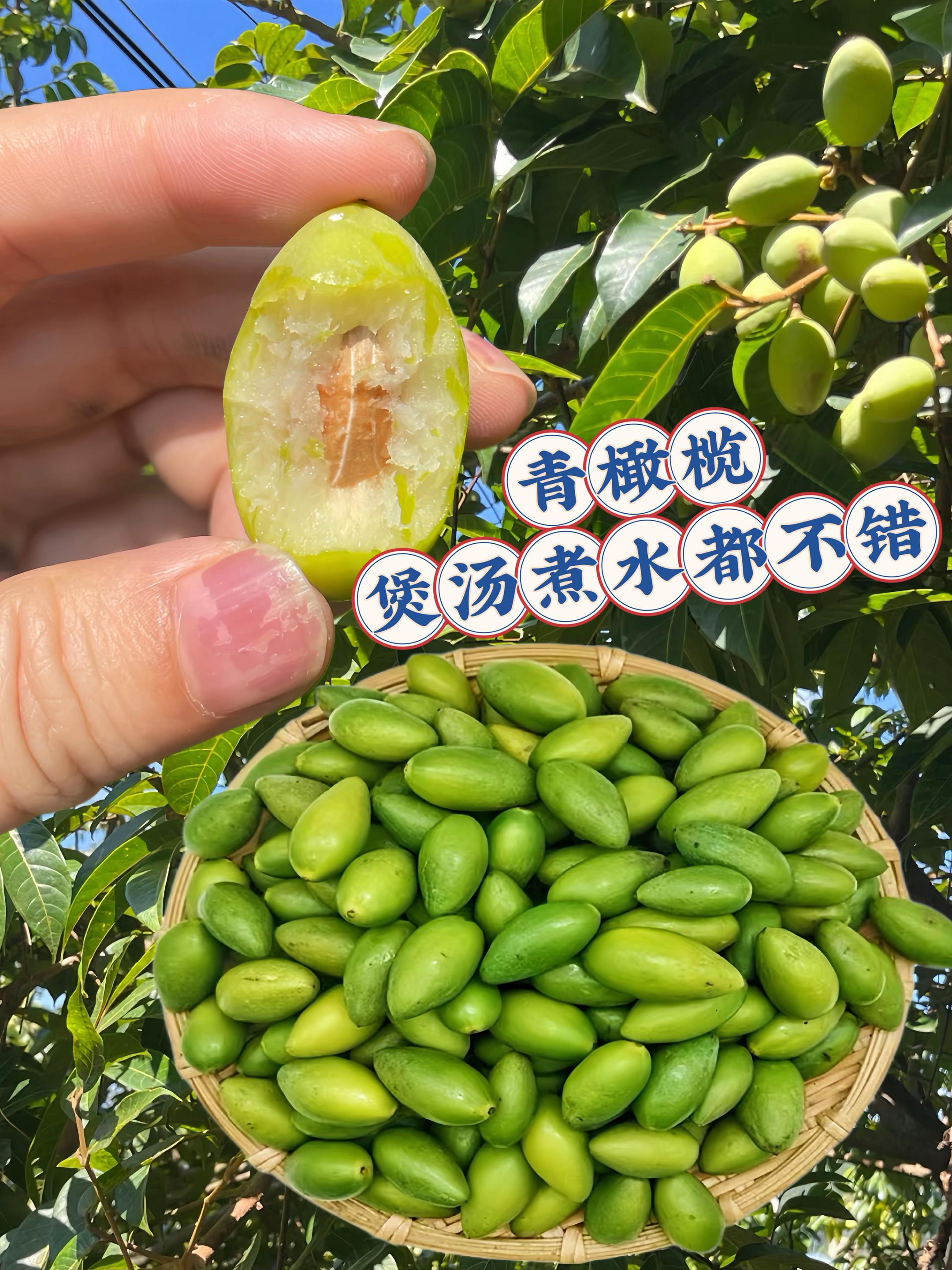 立秋了,天气越来越干燥,每年的这个时候,我们家都会经常煲青橄榄鲍鱼排骨汤喝,喝完嗓子润润的,特别舒服。排骨买回来焯一下水,放炖盅里面。鲍鱼也不贵,一只才四块五,刷干净把内脏处理掉,再拿一些这个季节的青橄榄进来一起炖。食材就是这三样,简简单单的,跟家常炖汤是一样的,高压锅或者是炖中炖都可以。今年也是橄榄的大年哦!所以今年的橄榄真的是白菜价,特别是立秋以后,天气变得干燥,就可以拿一些青橄榄来煲汤。或者是直接搅着吃,对喉咙是很友好的。这里面的鲍鱼也非常好吃,这种做法大人小孩都能喝。#青橄榄 #青橄榄排骨汤 #青橄榄鲍鱼汤