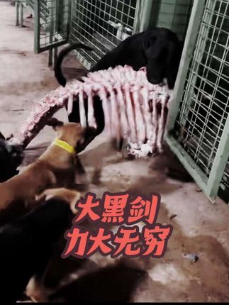 黑剑真的力大无穷!太可爱了!#西北刀客黑剑