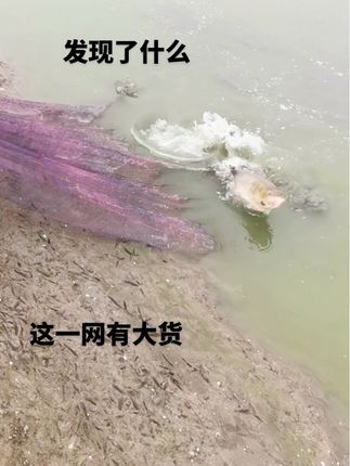撒网捕鱼 撒网捕鱼#撒网