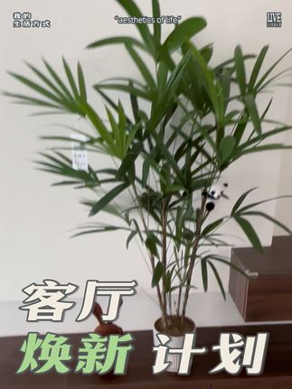 小小的绿植有大大的能量 家里只是添了几盆绿植,看到它瞬间心情就莫名大好,可以拂去一天的疲惫,真的太爱了!#好物分享 #好物推荐🔥 #绿植 #家居好物