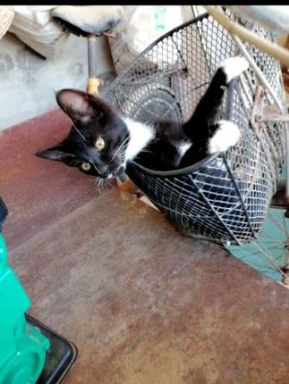 #日常生活 #猫猫的铲屎官 #善待动物关爱生命 #猫咪大明星 #这么可爱的小猫咪