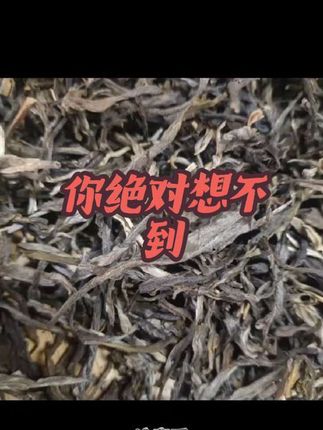 #老班章古树 #冰岛古树 #布朗山古树 #曼松古树茶