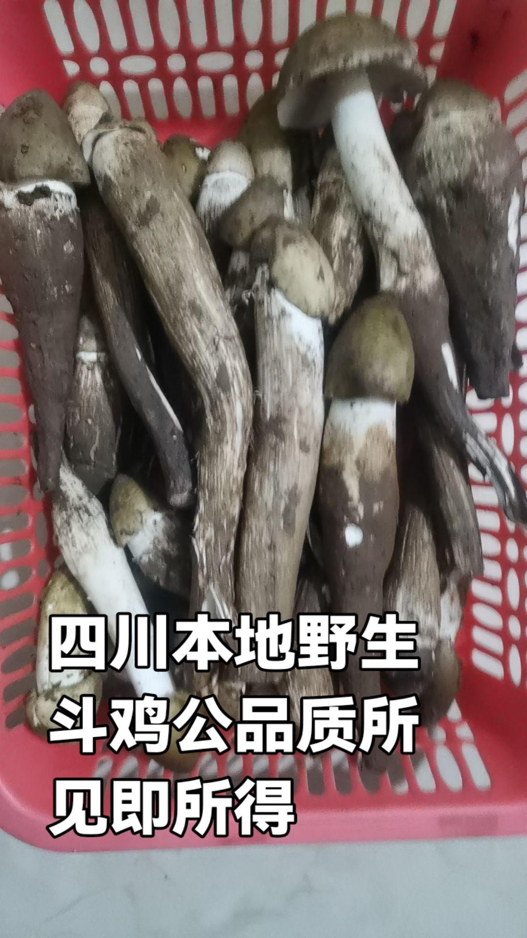 #大自然的馈赠 #快来一起尝个鲜 #菌子的季节 #舌尖上的味道 #鸡纵菌