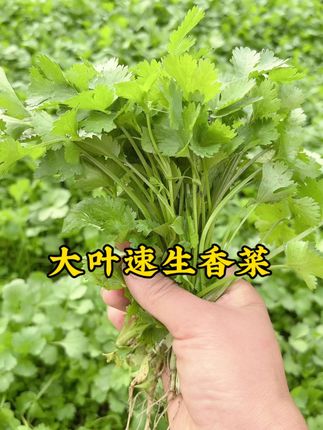 又到种香菜的季节了,喜欢吃香菜的朋友抓紧种上一些吧#香菜种植 #香菜种子推荐 #香菜种植方法 #速生香菜种子 #抖加小助手