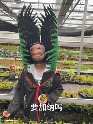 萨斯给 捕蝇草已经9.9了真的不看看吗 #捕蝇草 #萨斯给 #白绝大军