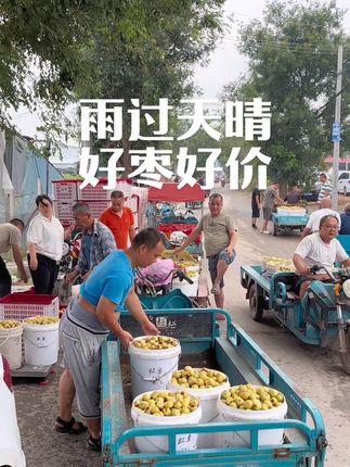 雨过天晴,枣农采摘冬枣更凉快,好品质大荔冬枣也有个好价钱#大荔冬枣 #优质农产品 #新鲜应季水果 #现摘现发 #冬枣