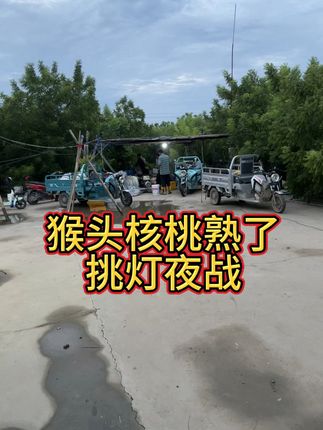 #丙丁火猴头 #你身边的佛珠生产厂家 #河南猴头产地工厂 #源头好货 #产地直供