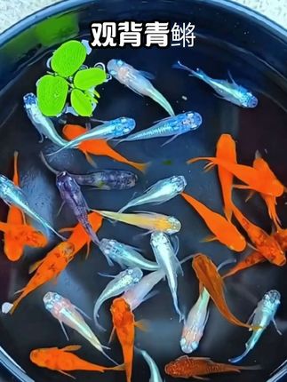 家人们,养鱼小白闭眼冲观背青锵!它对水质水温要求不高,0 - 40℃都能存活,还不挑饲料,丰年虾、水蚤、红虫、人工饲料都吃得香。体长3 - 4cm,小小一只不占空间,色彩丰富,有单色系、光系、锦系,还有各种奇特体形 ,观赏性拉满! #观赏鱼 #养鱼 #养鱼日记 #观背青鳉 #养鱼养心 @抖加🔥上热门🔥dou+🔥热点宝