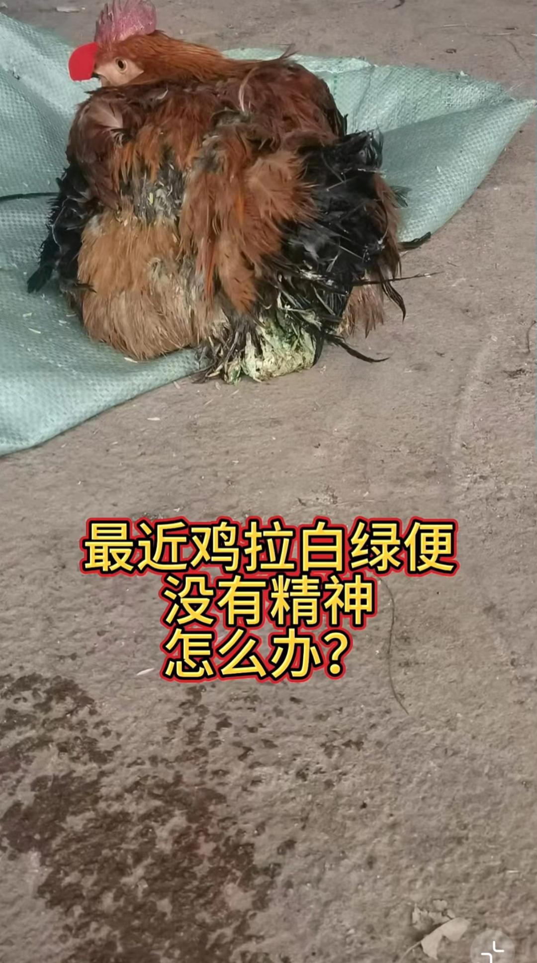 #养鸡#家禽养殖#养鸡小妙招#科学养鸡