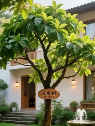 沉香树苗 #奇南沉香 #别墅庭院植物 #沉香树苗 #精品苗木 #庭院景观植物 @抖加🔥上热门🔥dou+🔥热点宝 @上热门🔥🔥🔥