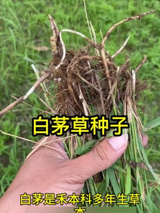 白茅草种子坟头山坡绿化针茅白毛草长镰草响铃草根种籽四季播易活#白茅草种子