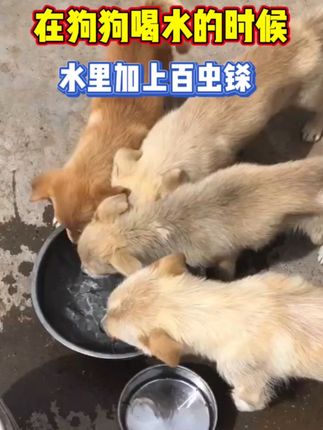 #养狗小知识 #养宠进阶指南 #养狗人 #养狗分享