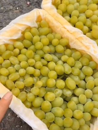 正宗新疆吐踽番无核白葡萄无籽新鲜当季水果青提,自然成熟。饱满圆润,晶莹剔透,脆甜爽口,汁水充足#丰收的果实