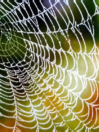 襜角那张网,即脆弱不堪,却又异常坚韧。这来自卑微生灵的智慧,凝结于千丝之间,微小纯净,却包含生命最沉重的启迪。 而我们人每个人的人生,何尝不是在编织着属于自己的哪张网? #感受不同的古镇人文风情 #创作者中心 #创作灵感 #原创视频 #视觉震撼