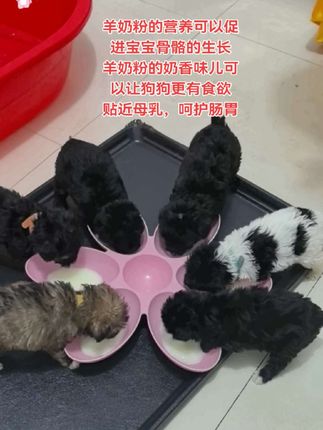 17天失去妈妈的这些骨宝宝就是吃这款羊奶粉长的。现在是个个活活勃勃健健康康。羊奶粉可以促进狗狗骨骼的生长。羊奶粉的奶香味儿可以让狗狗更有食欲。羊奶粉的营养贴近母乳可以让肠胃更好的吸收,需要羊奶粉的点开下面小黄车看一下。#宠物羊奶粉 #羊奶粉 #宠物食品 #狗狗的日常