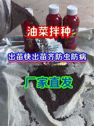 #油菜拌种#出苗快出苗齐 #病虫害防治 #油菜种植 #三农流量扶持计划