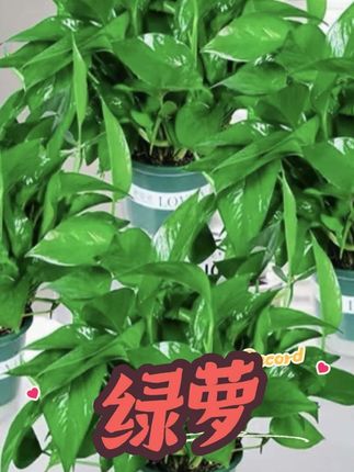 绿色加仑盆绿萝室内盆栽绿植好养易活吸甲醛净化空气观叶植物#绿萝#净化空气#好养的绿植 #室内盆栽#绿植