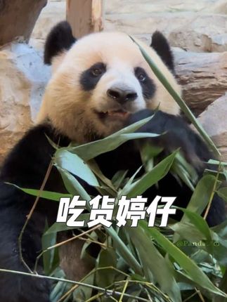 婷仔因为贪吃,失去“竹子质检员”这份美差。#大熊猫婷仔 #吃货大熊猫