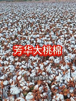 芳华大桃棉,点击下方小黄车#芳华农资 #芳华大桃棉
