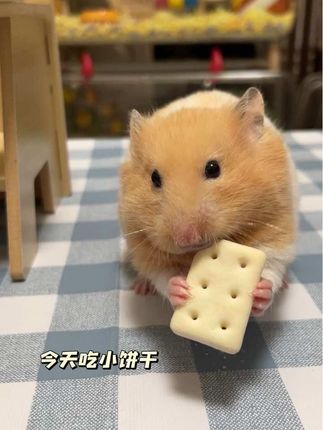 太好吃了#养鼠日常分享 #鼠鼠我呀 #饼干#太可爱了