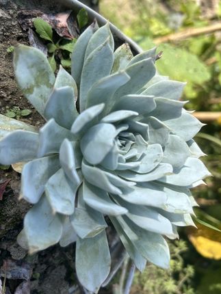 想要兰花养得好,植料很关键#兰花种植 #兰花 #兰花植料 #养兰人 #蝴蝶兰