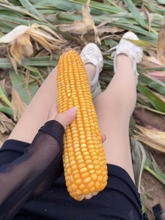 玉米张的各种各样……#一份耕耘一份收获 #玉米棒