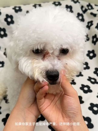 你不会还在给毛孩子吃大几百的维生素吧!#萌宠日常记录我家毛孩子 #小狗🐶 #宠物萌宠 #宠物泪痕