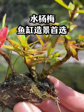 南方的小溪边生长着一种很好看的植物,9.9一颗,很多鱼友买它做鱼缸造景,溪流缸,古法缸还有乌龟缸都很合适#水杨梅 #水杨梅盆景 #养鱼日记 #鱼缸里的大自然#溪流缸造景