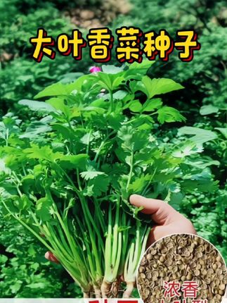 #创作灵感 自己动手实现香菜自由#家庭种植纯天然绿色蔬菜 #香菜种子 #超便宜超划算 #阳台种菜