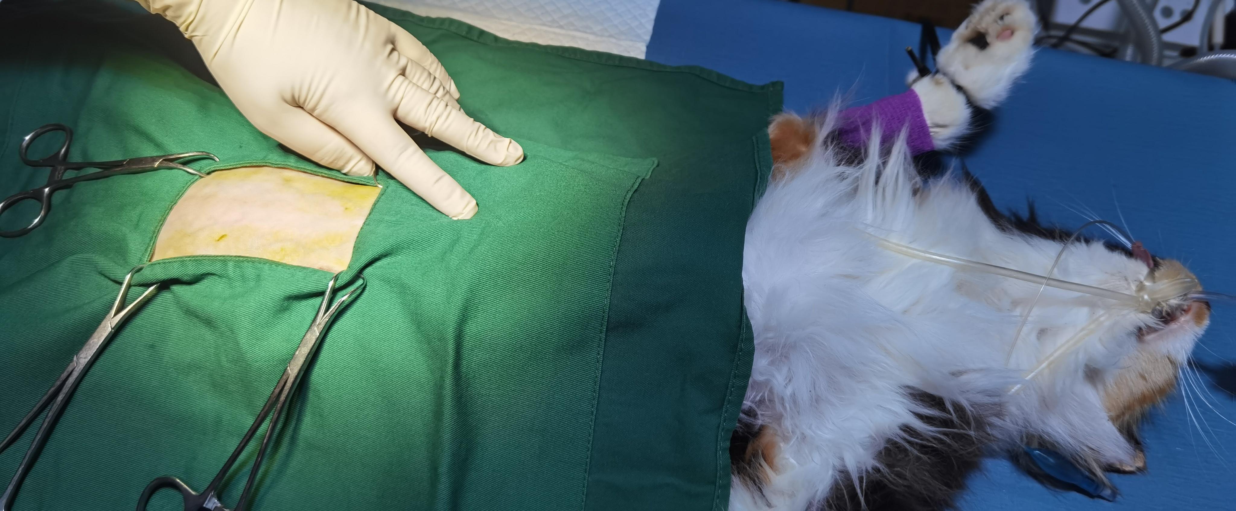#猫绝育 #日常分享 #萌宠 #毛孩子也是孩子 #万物有灵
