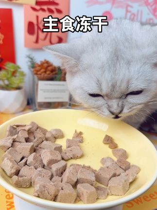 小猫咪不是只可以吃猫粮,偶尔改善伙食来点主食冻干,猫咪吃的超级满足#猫咪#银渐层#猫咪主食冻干 #猫粮