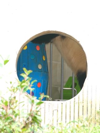 9.19上午吃完加餐福宝宝开始一天的工作啦 小卖部再次营业嘿嘿 开始推车卖货 卖了有一会就掀摊子不干了😂#也太可爱了吧 #大熊猫福宝 #福宝 #卧龙神树坪 #天下卧龙熊猫王国