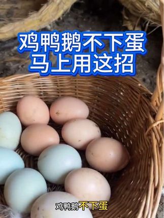 #科学养鸡 #土鸡养殖 #蛋鸡 #母鸡不下蛋