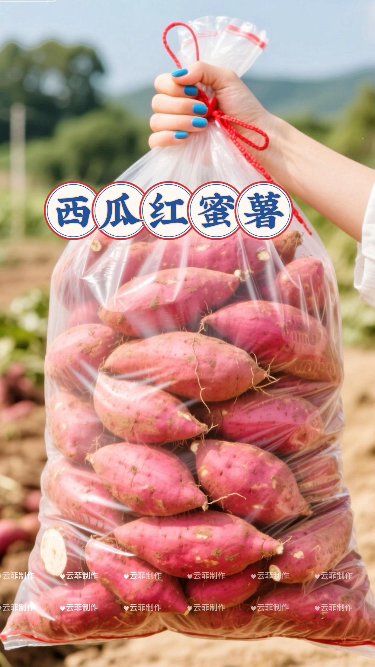 西瓜红蜜薯,沙地孕育的甜蜜炸弹。产自优质沙地,瓜红蜜薯个头匀净、表皮红润。烤后流心蜜糖直冒,甜香浓郁不齁。从田间现挖直发,锁住新鲜与甜糯,是秋冬解馋、居家快手美食的绝佳选择~ • #西瓜红蜜薯 #沙地蜜薯 #流心糖心 #优质农产品 #软糯香甜