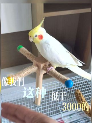 姨姨们有要直播带货的不,我去客串一下,帮麻麻赚点旅游经费😂#萌宠推荐官 #可爱萌宠 #手养鹦鹉 #万物皆可盘