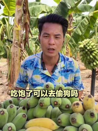 表哥我是个老六能不能吃苹果蕉😂吃饱了去偷狗吗😂我想问一下通风口怎么卖的😂😂#优质农产品 #正宗广西苹果蕉#软糯香甜 #快来一起尝个鲜 #特色农产品 下方链接可以下单非常好吃