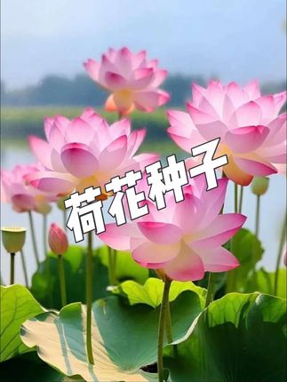 #荷花种子 #荷花池畔 #荷花种植 #荷花池 #随手一拍都是美景